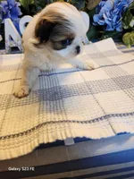 Stella, a female Japanese Chin for sale in Perkins, OK – Photo 2 of 8