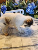 Stella, a female Japanese Chin for sale in Perkins, OK – Photo 7 of 8