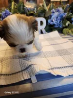 Stella, a female Japanese Chin for sale in Perkins, OK – Photo 1 of 8