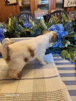 Stella, a female Japanese Chin for sale in Perkins, OK – Photo 3 of 8