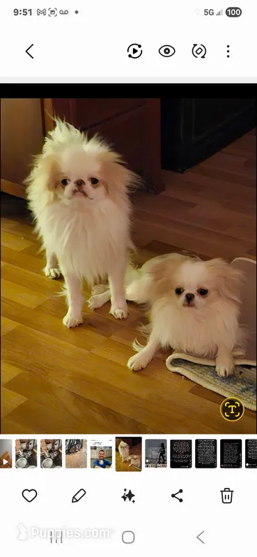 Daisy – Japanese Chin puppy for sale in Perkins, OK