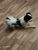 Hana, a female Japanese Chin for sale in Perkins, OK – 4 of 8