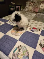 Miagi, a female Japanese Chin for sale in Perkins, OK – 5 of 10