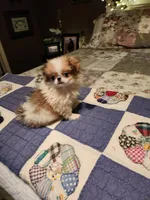 Mango, a female Japanese Chin for sale in Perkins, OK – 8 of 10