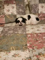 Ettas Acres Midori Ito, a female Japanese Chin for sale in Perkins, OK – 5 of 6