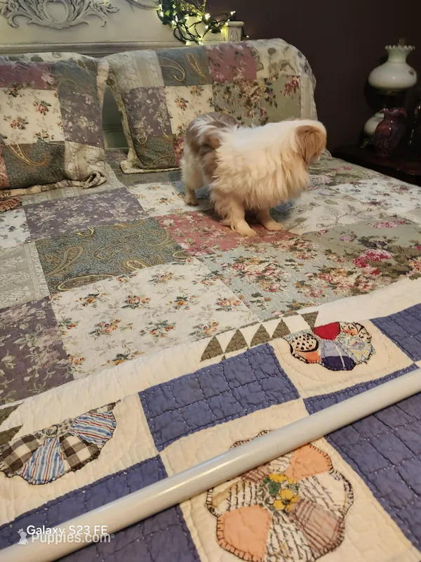 Kai – Japanese Chin puppy for sale in Perkins, OK