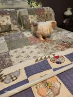 Kai, a male Japanese Chin for sale in Perkins, OK – Photo 1 of 8