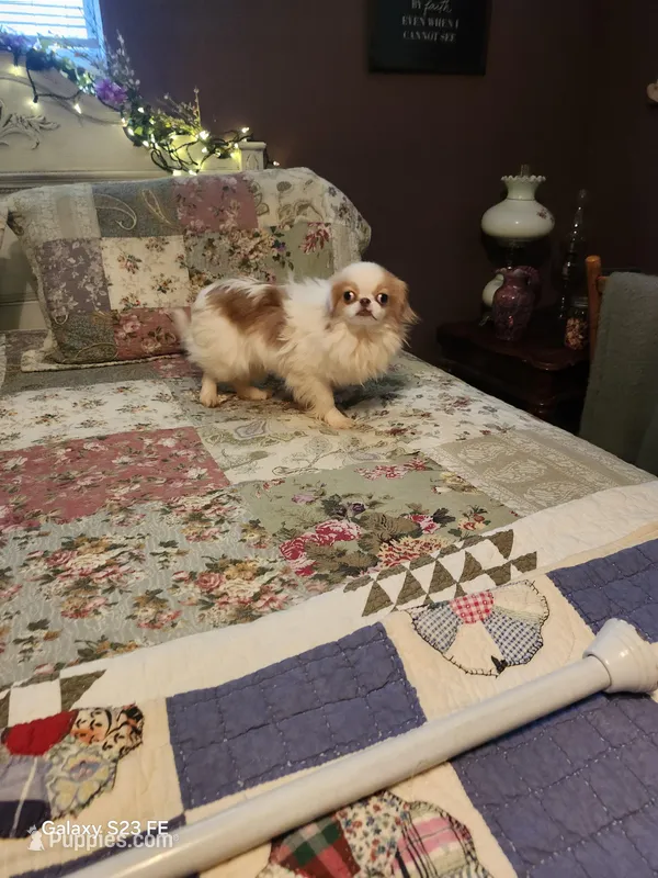 Kai – Japanese Chin puppy for sale in Perkins, OK