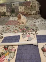 Kai, a male Japanese Chin for sale in Perkins, OK – Photo 4 of 8