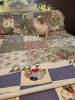 Kai, a male Japanese Chin for sale in Perkins, OK – Photo 7 of 8