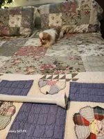 Kai, a male Japanese Chin for sale in Perkins, OK – Photo 5 of 8