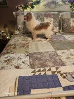 Kai, a male Japanese Chin for sale in Perkins, OK – Photo 3 of 8