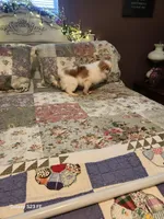 Kai, a male Japanese Chin for sale in Perkins, OK – Photo 2 of 8