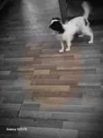Suma, a male Japanese Chin for sale in Perkins, OK – 3 of 9
