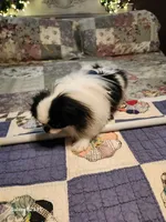 Lyla, a female Japanese Chin for sale in Perkins, OK – Photo 2 of 8