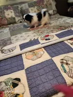 Lyla, a female Japanese Chin for sale in Perkins, OK – Photo 3 of 8