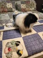 Lyla, a female Japanese Chin for sale in Perkins, OK – Photo 4 of 8