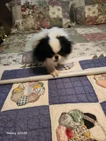 Lyla, a female Japanese Chin for sale in Perkins, OK – Photo 8 of 8