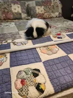 Lyla, a female Japanese Chin for sale in Perkins, OK – Photo 6 of 8