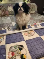 Lyla, a female Japanese Chin for sale in Perkins, OK – Photo 5 of 8