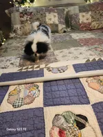 Lyla, a female Japanese Chin for sale in Perkins, OK – Photo 7 of 8