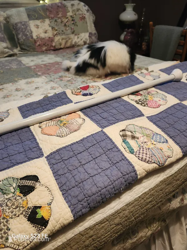 Lyla – Japanese Chin puppy for sale in Perkins, OK