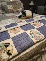 Lyla, a female Japanese Chin for sale in Perkins, OK – Photo 1 of 8