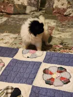 Suma, a female Japanese Chin for sale in Perkins, OK – 10 of 10