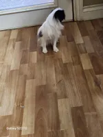 Ettas Believe it or not Ripley, a male Japanese Chin for sale in Perkins, OK – 5 of 8