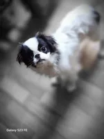 Suma, a male Japanese Chin for sale in Perkins, OK – 7 of 9