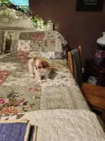 Mango, a female Japanese Chin for sale in Perkins, OK – 2 of 10