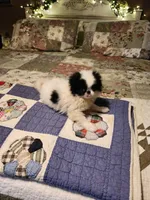 Suma, a female Japanese Chin for sale in Perkins, OK – 5 of 10