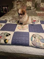 Mango, a female Japanese Chin for sale in Perkins, OK – 4 of 10