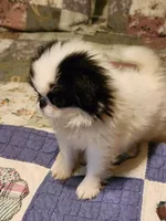 Suma, a female Japanese Chin for sale in Perkins, OK – 2 of 10