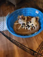 Stella chin, a male Japanese Chin for sale in Perkins, OK – Photo 2 of 3