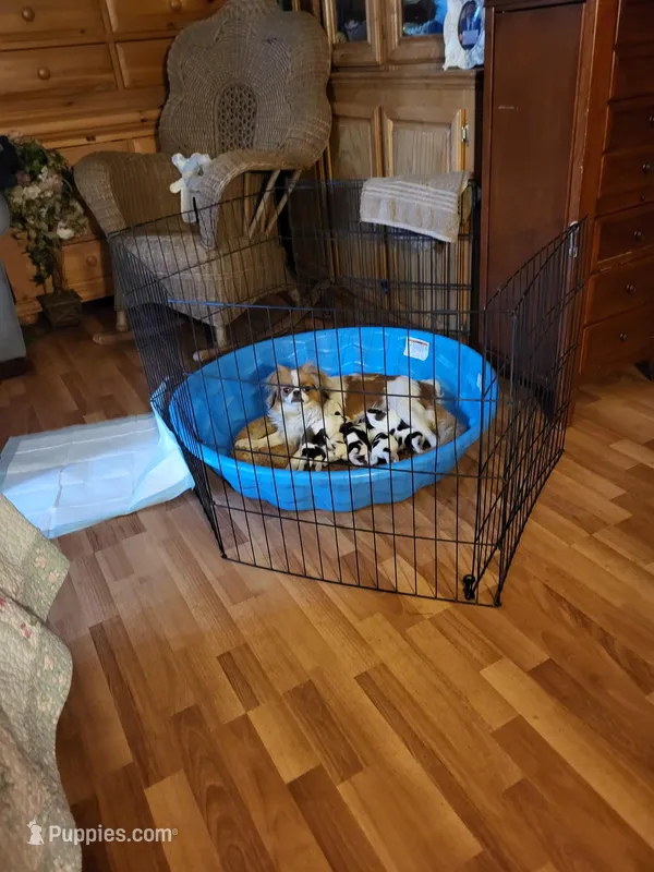 Stella chin, a male Japanese Chin for sale in Perkins, OK – Photo 1 of 3