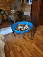 Stella chin, a male Japanese Chin for sale in Perkins, OK – Photo 1 of 3