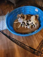 Stella chin, a male Japanese Chin for sale in Perkins, OK – Photo 3 of 3