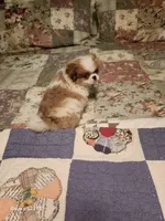 Tsymbali reduced, a male Japanese Chin for sale in Perkins, OK – Photo 6 of 9