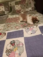 Tsymbali reduced, a male Japanese Chin for sale in Perkins, OK – Photo 3 of 9