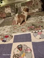 Tsymbali reduced, a male Japanese Chin for sale in Perkins, OK – Photo 5 of 9