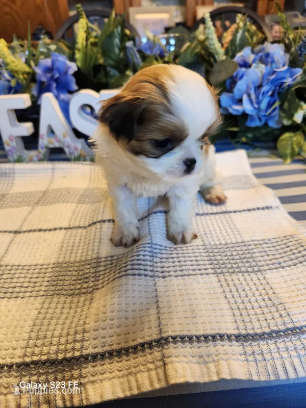 Tsymbali – Japanese Chin puppy for sale in Perkins, OK