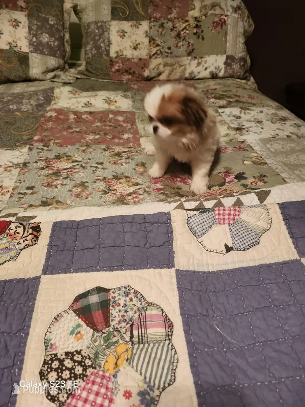 Tsymbali reduced – Japanese Chin puppy for sale in Perkins, OK