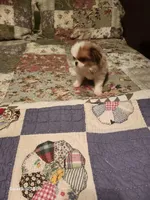 Tsymbali reduced, a male Japanese Chin for sale in Perkins, OK – Photo 1 of 9