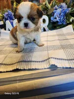 Tsymbali, a male Japanese Chin for sale in Perkins, OK – Photo 7 of 8