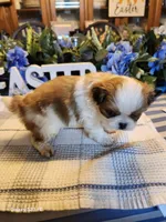 Tsymbali, a male Japanese Chin for sale in Perkins, OK – Photo 8 of 8