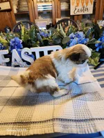 Tsymbali, a male Japanese Chin for sale in Perkins, OK – Photo 5 of 8