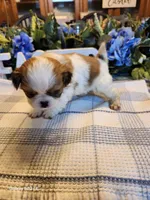 Tsymbali, a male Japanese Chin for sale in Perkins, OK – Photo 6 of 8