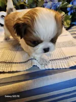 Tsymbali, a male Japanese Chin for sale in Perkins, OK – Photo 2 of 8
