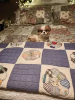 Tsymbali reduced, a male Japanese Chin for sale in Perkins, OK – Photo 4 of 9